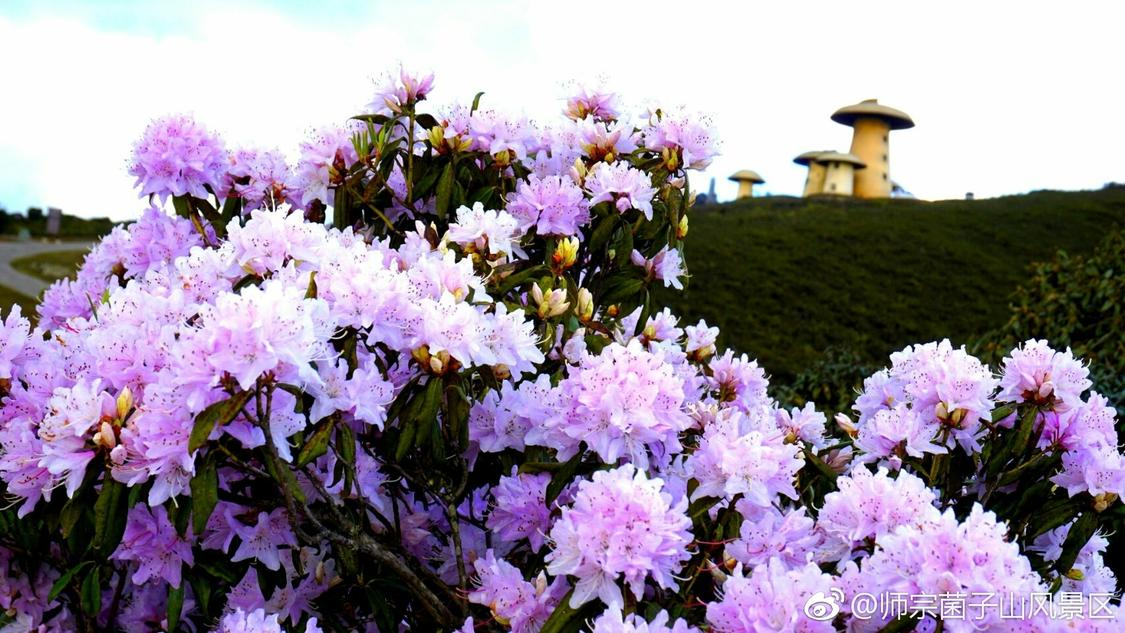 同事为了请假已经不择手段了